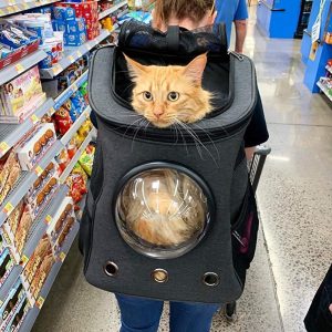 The Fat Cat Backpack For Larger Cats Capsule Bubble Window Cat Carrier