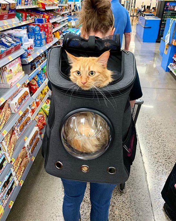 The Fat Cat Backpack For Larger Cats Capsule Bubble Window Cat Carrier