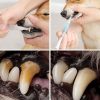 Pet S Teeth Health By Repairing And Preventing Disease