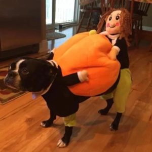 Halloween Special 49 Dog Cat Pumpkin Halloween Costume