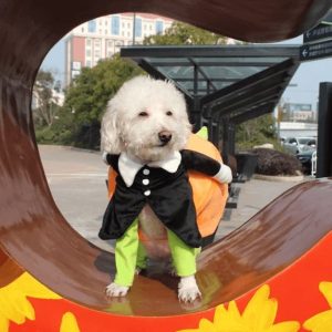 Halloween Special 49 Dog Cat Pumpkin Halloween Costume