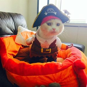 Halloween Costume For Cats