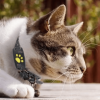 smart-gps-cat-collar-pet-tracker