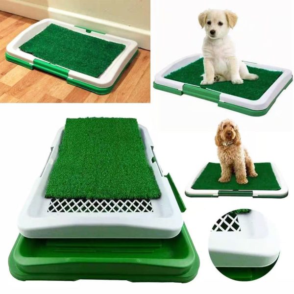 Dog Potty Training Lawn Grass