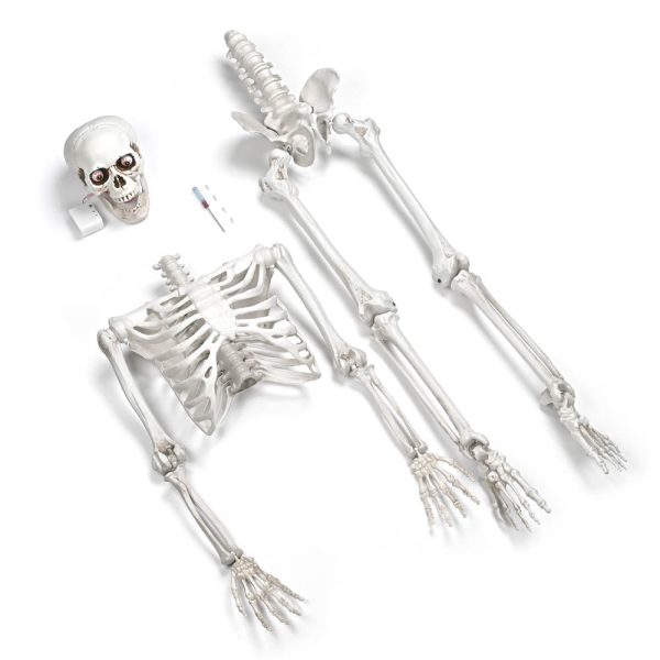 Life Size 5.4ft Skeleton Posable Halloween Decor Sound Activated