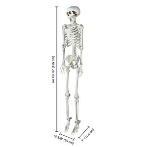 Life Size 5.4ft Skeleton Posable Halloween Decor Sound Activated