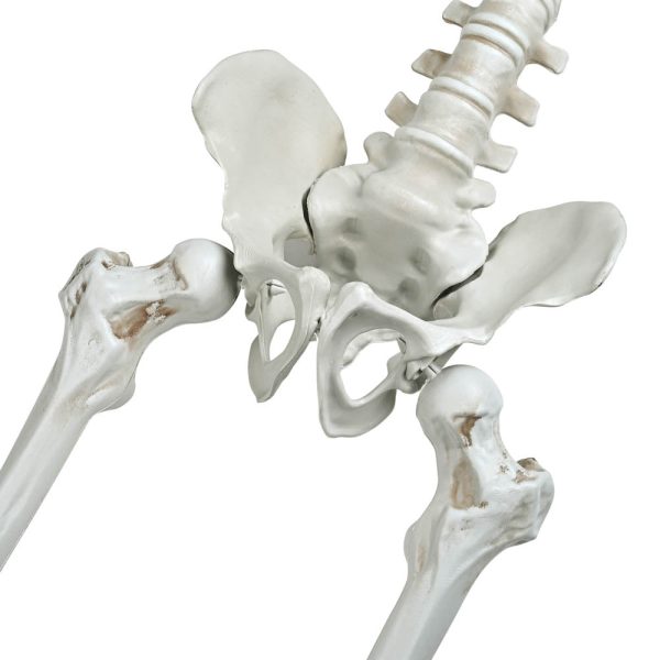 5.4ft Halloween Decoration Twin Conjoined Skeleton Two Headed