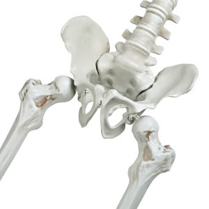 5.4Ft Skeleton With Cowboy Costumes Halloween Props