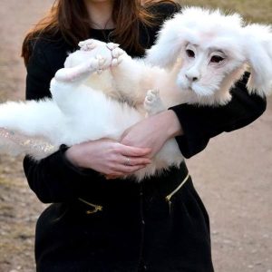 The Luck Dragon Plush (Falkor From The Neverending Story)