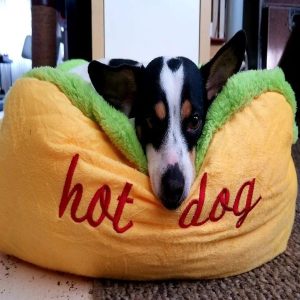 Funny Dog Bed