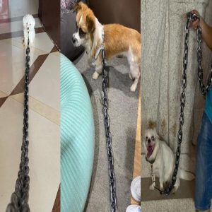 Beastchain Simulated Metal Chain Dog Leash