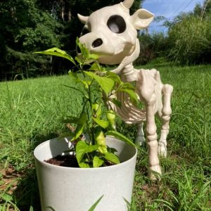 -Cow & Horse Skeleton Halloween Decorative Prop