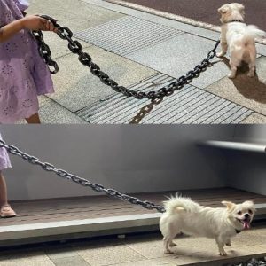 Beastchain Simulated Metal Chain Dog Leash