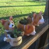 Corgi Succulent Planter