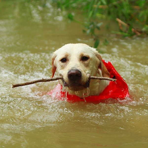 Premium Dog Raincoat Jacket