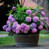 70 Outdoor Artificial Hydrangea Flowers