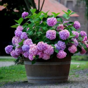 70 Outdoor Artificial Hydrangea Flowers