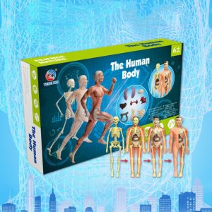 Human Skeleton Hand-Assembled Science And Education Toys