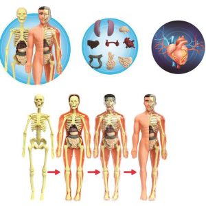Human Skeleton Hand-Assembled Science And Education Toys