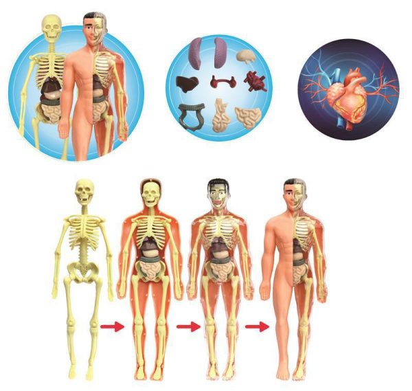 Human Skeleton Hand-Assembled Science And Education Toys
