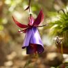 Flower Hummingbird Feeder