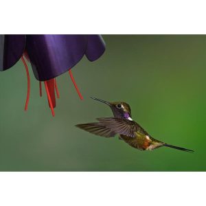 Flower Hummingbird Feeder