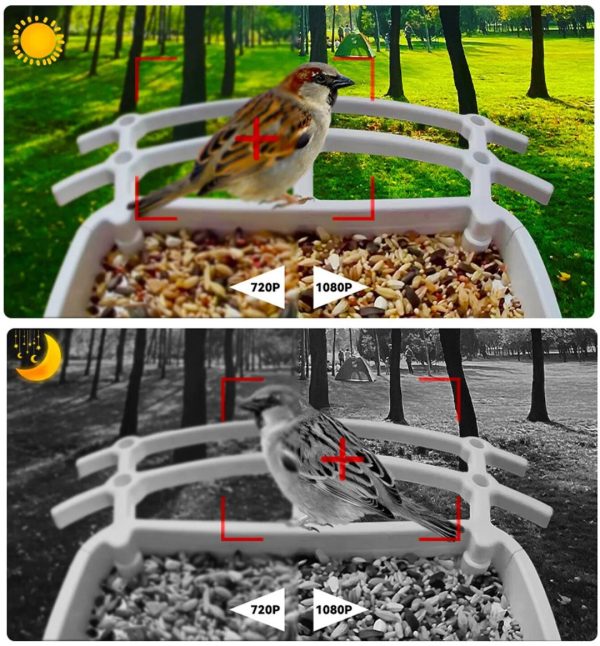 Smart Solar Bird Feeder - Discover Nature In A Unique Way!