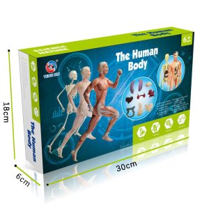 Human Skeleton Hand-Assembled Science And Education Toys