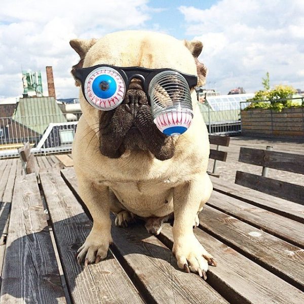 Pet Funny Glasses